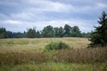 Agricultural buckwheat meadow in Lithuania