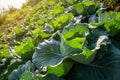 Agricultural of Cabbage grows and there are bite marks of insects in the farmer field on the hill, growing cabbage in the open