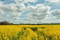 Agricultural Canola crops in the English countryside. Royalty Free Stock Photo