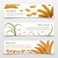 Agricultural cereals banners template. Realistic grains and ears of rice, wheat, barley isolated on white background