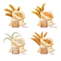 Agricultural cereals - wheat, barley, oat and rice vector set