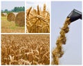 Agricultural collage. Collection of agricultural images Royalty Free Stock Photo