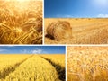 Agricultural collage composed of wheat fields Royalty Free Stock Photo