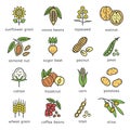Agricultural commodities of the plant origin icons set in flat style design with editable stroke outline Royalty Free Stock Photo