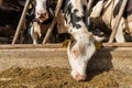 Agricultural concept, diary cow close up in modern livestock stall or cowshed for distribution of milk, animal and food Royalty Free Stock Photo