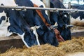 Agricultural concept, diary cows eating a hay in modern free livestock stall Royalty Free Stock Photo