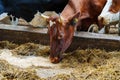 Agricultural concept, diary cows eating a hay in modern free livestock stall Royalty Free Stock Photo