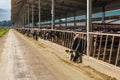 Agricultural concept, line of diary cows eating hay in modern livestock stall or cowshed for distribution of milk Royalty Free Stock Photo