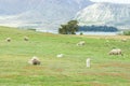 Agricultural concept - sheep herd with tiny young sheep on light green field