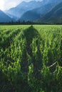 Agricultural corn field damaged by a hail storm in Austria Royalty Free Stock Photo