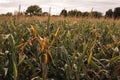 Agricultural corn field in Poland on a cloudy summer day before the rain Royalty Free Stock Photo