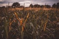 Agricultural corn field in Poland on a cloudy summer day before the rain Royalty Free Stock Photo