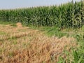Agricultural corn fields environment farming 