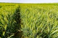 Agricultural crop field of young wheat ears are waving in wind