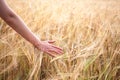 Agricultural crop plant rye, rye field at sunset in sunlight, grain harvest, grain crop, female hand holding ears Royalty Free Stock Photo