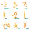 Agricultural crops. Concept for organic products label, harvest and farming, grain, bakery, healthy food. Royalty Free Stock Photo