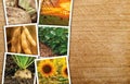 Agricultural crops photo collage Royalty Free Stock Photo