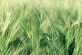 Agricultural crops - wheat, oat, rye, barley Royalty Free Stock Photo