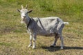 An agricultural dairy animal a white goat with horns abounds in the countryside. A goat with a collar grazing in a meadow eats