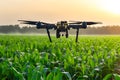 The agricultural drone is flying and spraying fertilizer Royalty Free Stock Photo