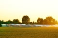 Agricultural ecological greenhouses, hothouse glasshouse for growing organic fruits and vegetables meadow in morning warm sunlight