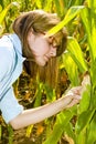 Agricultural engineer in corn field Royalty Free Stock Photo