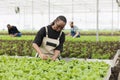 Agricultural engineer cultivating organic plants checking for pests in hydroponic enviroment Royalty Free Stock Photo