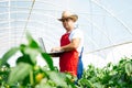 Agricultural engineer working in the greenhouse. Royalty Free Stock Photo