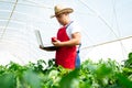 Agricultural engineer working in the greenhouse. Royalty Free Stock Photo