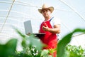 Agricultural engineer working in the greenhouse. Royalty Free Stock Photo