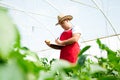 Agricultural engineer working in the greenhouse. Royalty Free Stock Photo