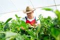 Agricultural engineer working in the greenhouse. Royalty Free Stock Photo