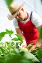 Agricultural engineer working in the greenhouse. Royalty Free Stock Photo