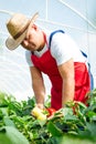 Agricultural engineer working in the greenhouse.