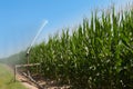 Water sprinkler installation in a field of corn. Royalty Free Stock Photo