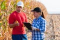 Agricultural expert inspecting quality of corn