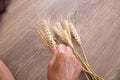 Agricultural experts are looking at the mature wheat ears sampled Royalty Free Stock Photo