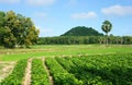 Agricultural farm, Pachyrhizus field, palm tree, moutain Royalty Free Stock Photo