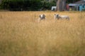 Agricultural farm practicing regenerative farmer, with sheep grazing in field practicing rotational grazing storing carbon in the