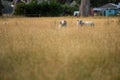 Agricultural farm practicing regenerative farmer, with sheep grazing in field practicing rotational grazing storing carbon in the