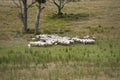 Agricultural farm practicing regenerative farmer, with sheep grazing in field practicing rotational grazing storing carbon in the