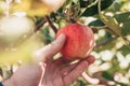 Growing apples - a man picks a ripe apple from a branch