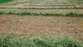 Agricultural Farming. Hay. Fields for Cultivation Royalty Free Stock Photo