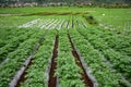 Agricultural farming in Java