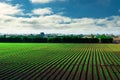 Agricultural field