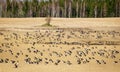 Agricultural field as place of stop-overs, geese make long stops in process of migration to replenish energy resources Royalty Free Stock Photo