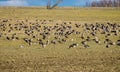 Agricultural field as place of stop-overs, geese make long stops in process of migration to replenish energy resources Royalty Free Stock Photo