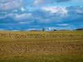 Agricultural field as place of stop-overs, geese make long stops in process of migration to replenish energy resources Royalty Free Stock Photo