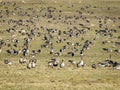 Agricultural field as place of stop-overs, geese make long stops in process of migration to replenish energy resources Royalty Free Stock Photo