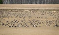 Agricultural field as place of stop-overs, geese make long stops in process of migration to replenish energy resources Royalty Free Stock Photo